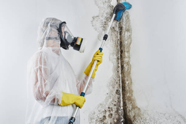Best Mold Inspection  in Martinsville, VA