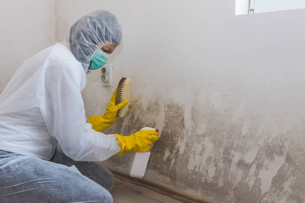 Trusted Martinsville, VA Mold Removal Experts