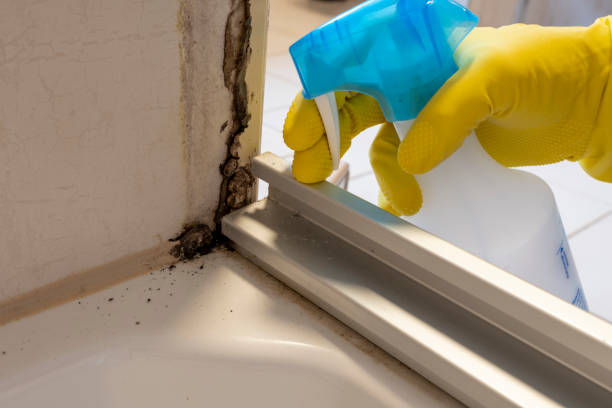 Office Mold Removal Services in Martinsville, VA
