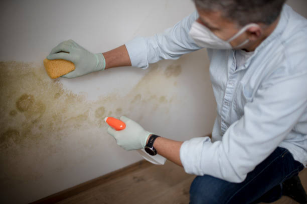 Best Certified Mold Removal  in Martinsville, VA