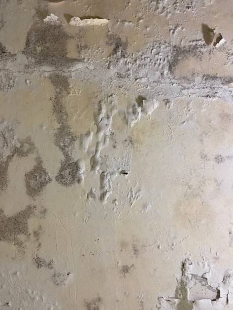 Best Local Mold Removal Service  in Martinsville, VA