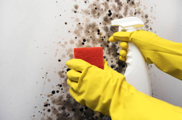Best Attic Mold Removal  in Martinsville, VA
