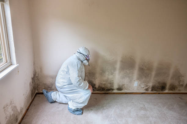 Best Commercial Mold Removal  in Martinsville, VA