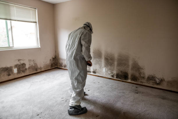Best Black Mold Removal  in Martinsville, VA