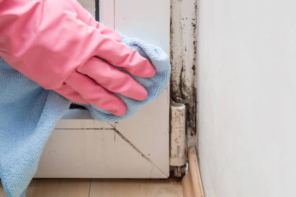 Best Office Mold Removal Services  in Martinsville, VA