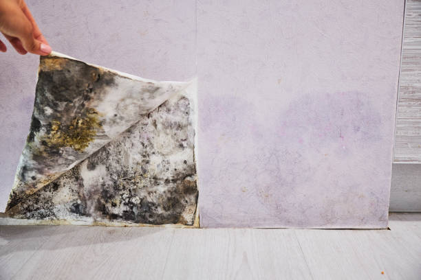 Crawl Space Mold Removal in Martinsville, VA